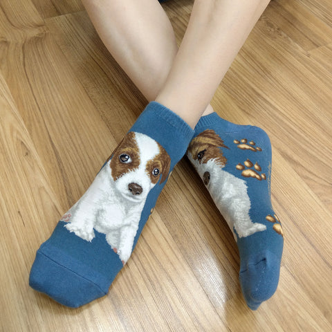 Dog Ankles - Jack Russell Terrier