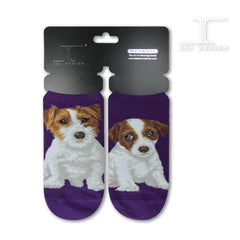 Dogs Ankles - Jack Russell Terrier